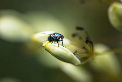 Close-up of fly on flower