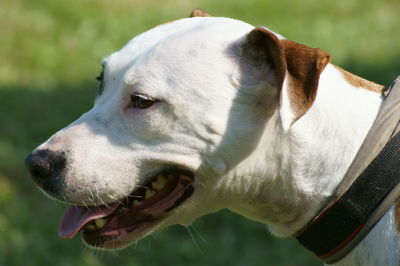 Close-up of dog outdoors