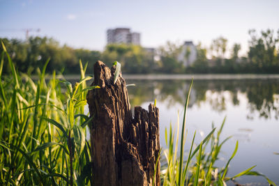 Wooden post in a lake