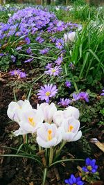 Close-up of purple crocus blooming outdoors