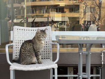 Cat looking away while sitting on chair