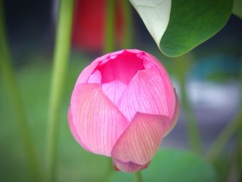 Close-up of pink water lily