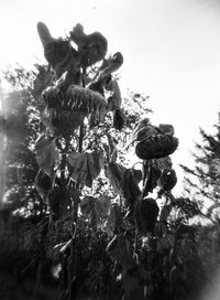 Low angle view of flowering plant against sky