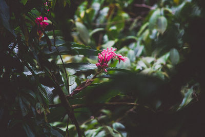 Close-up of pink flowers blooming outdoors