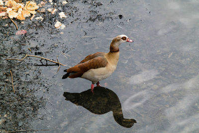 High angle view of duck in lake
