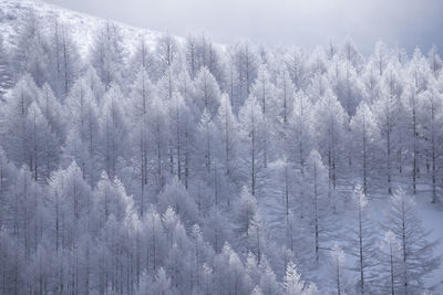 Pine trees in forest during winter