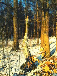 Bare trees in forest