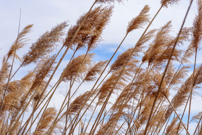 Low angle view of tall grass against sky