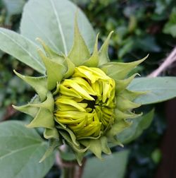 Close-up of yellow flowering plant leaves