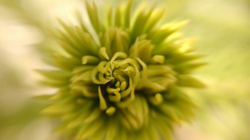 Close-up of dahlia