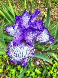 Close-up of purple iris flower