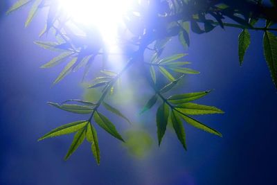 Close-up of plant against blue sky