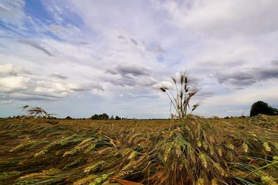 Crops growing on field against sky