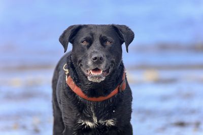 Close-up portrait of a dog