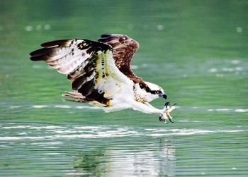 Bird flying over lake