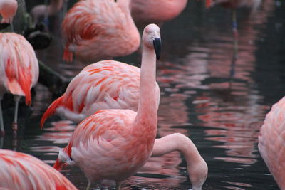 View of birds in water