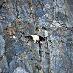 Lizard on rock