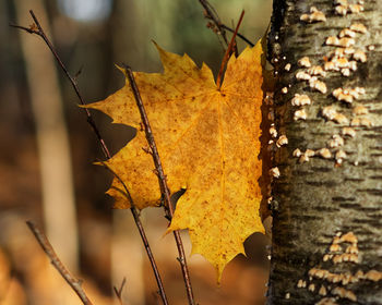 Close-up of yellow maple leaves on tree