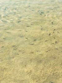 High angle view of footprints on beach