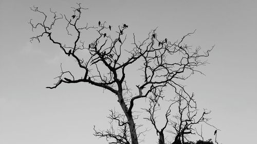 Low angle view of bare tree against clear sky