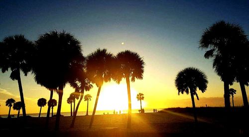 Silhouette of palm trees at sunset