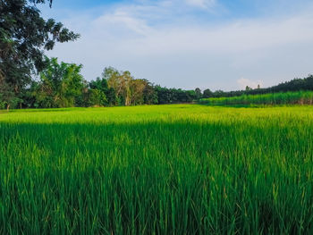 Scenic view of agricultural field against sky