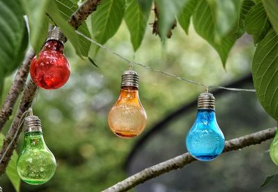 Close-up of light bulb hanging on tree