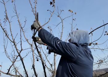 Working man cuts fruit trees in home garden in winter with garden shears