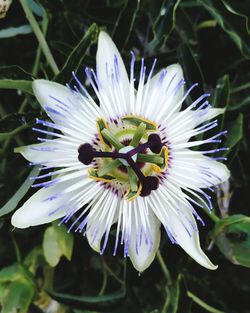 Close-up of white flower