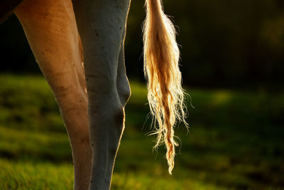 Low section of person standing on field