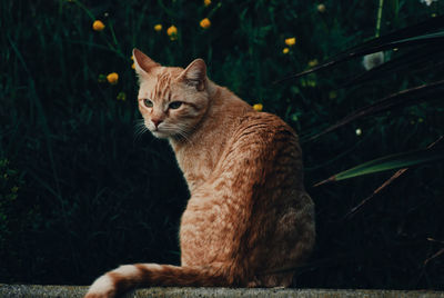 Close-up of cat