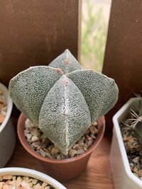 Close-up of succulent plant