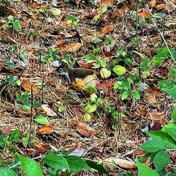Close-up of green leaves on ground