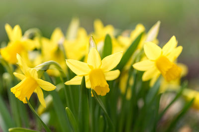 Close-up of yellow flowering plant