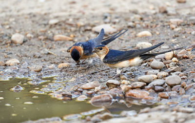 Close-up of birds on land