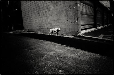 Dog in front of building