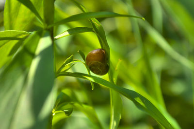 Close-up of snail on plant