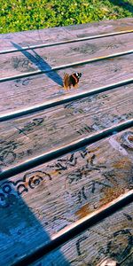 High angle view of zebra crossing on wood