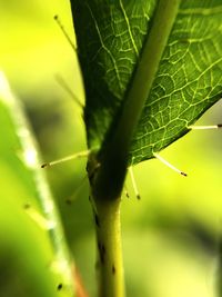 Close-up of insect on plant