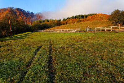 Scenic view of trees on mountain during autumn