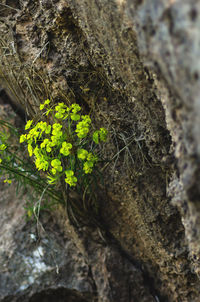 Close-up of moss growing on tree trunk