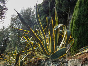 Close-up of cactus plant against sky