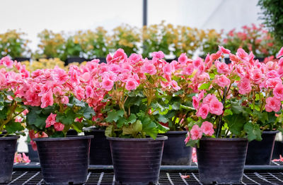 Close-up of pink flowers on potted plant