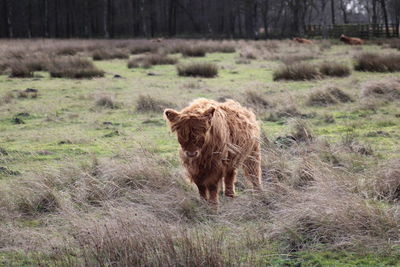 Lion standing in a field