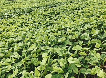 Full frame shot of plants growing on field