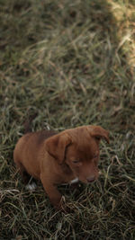 Close-up of dog lying on field