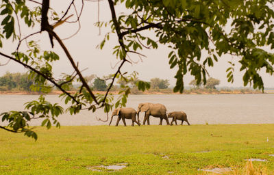 Horses grazing on field against sky