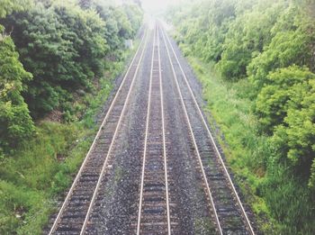 Railroad tracks in forest