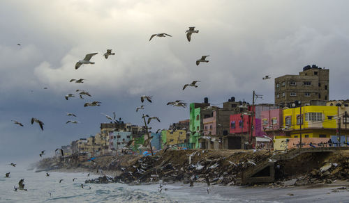 Birds flying in city against sky