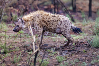 Hyena standing on field in forest